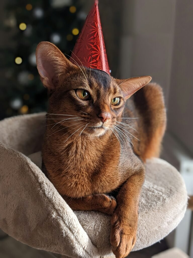 Discover everything about the Abyssinian cat Discover everything about the Abyssinian cat
