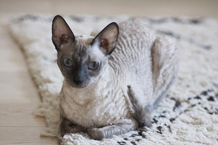 Discover everything about the Cornish rex cat Discover everything about the Cornish rex cat