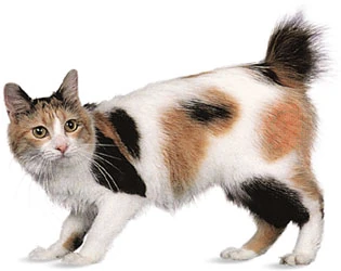 Discover everything about the long-haired Japanese Bobtail cat Discover everything about the long-haired Japanese Bobtail cat