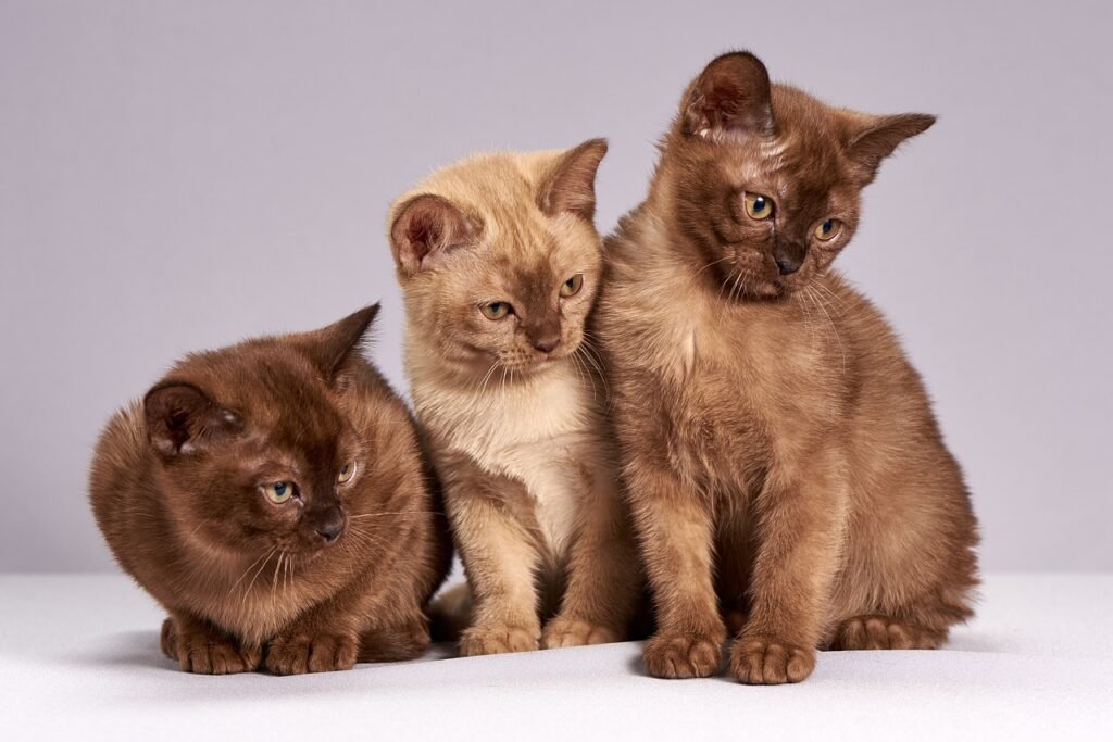 How Many Breeds of Cats Are There? How Many Breeds of Cats Are There?