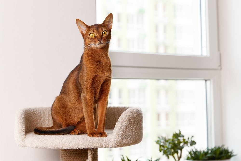 information about the Abyssinian cat breed information about the Abyssinian cat breed