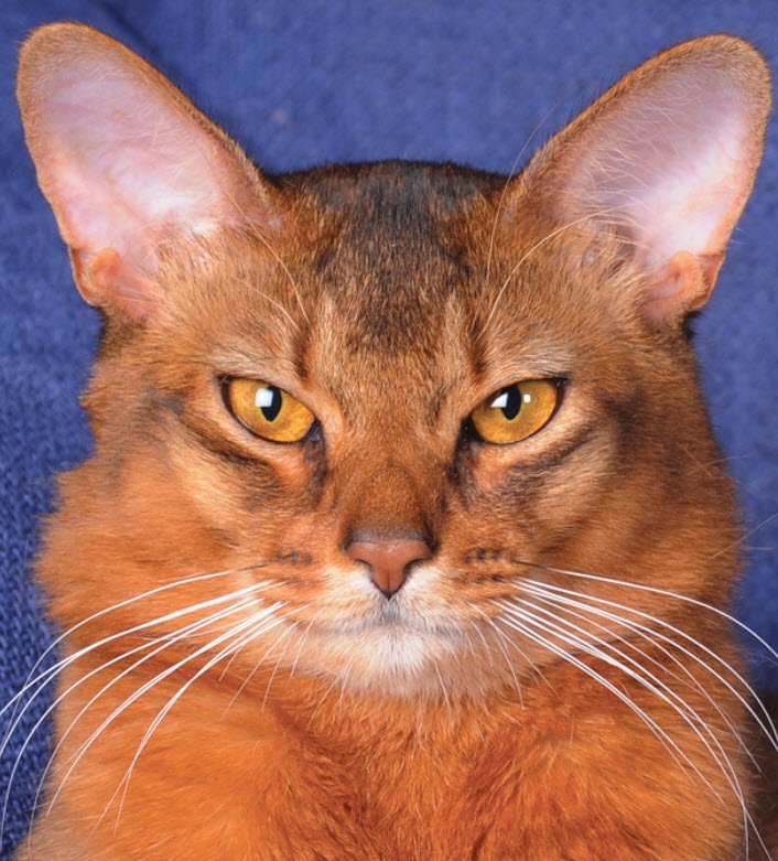 information about the Abyssinian cat breed information about the Abyssinian cat breed