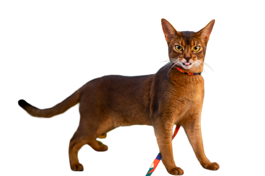 information about the abyssanian