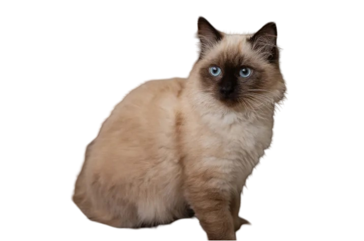 Information about the Birman cat breed