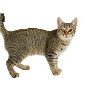 Information about the pixie bob cat breed