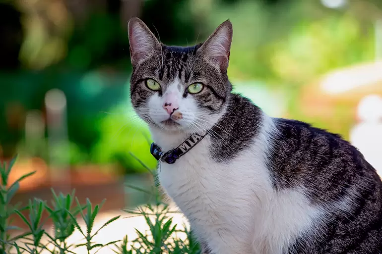 Discover everything about the American Wirehair cat breed Discover everything about the American Wirehair cat breed