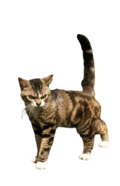 Discover everything about the American Wirehair cat