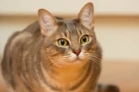 Discover everything about the Australian mist cat