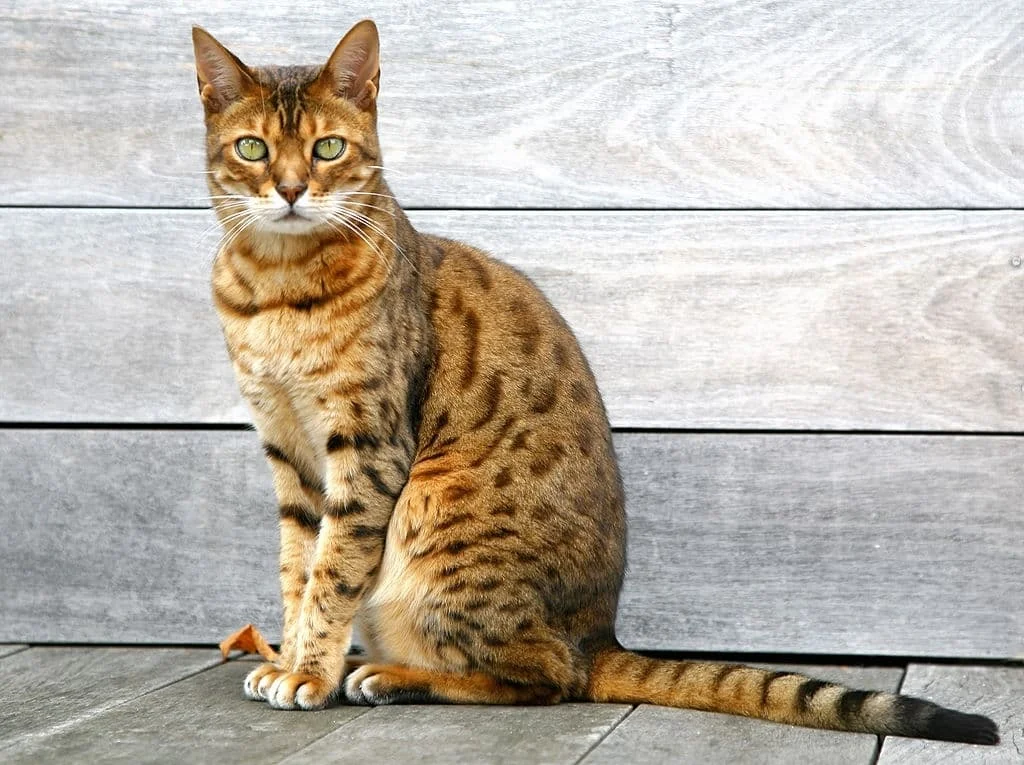 Discover everything about the Bengal cat