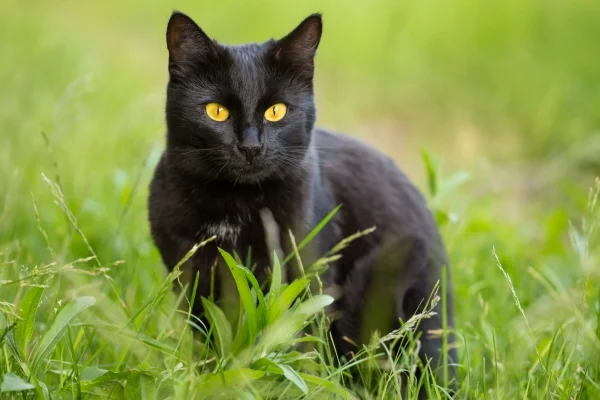 Discover everything about the Bombay cat