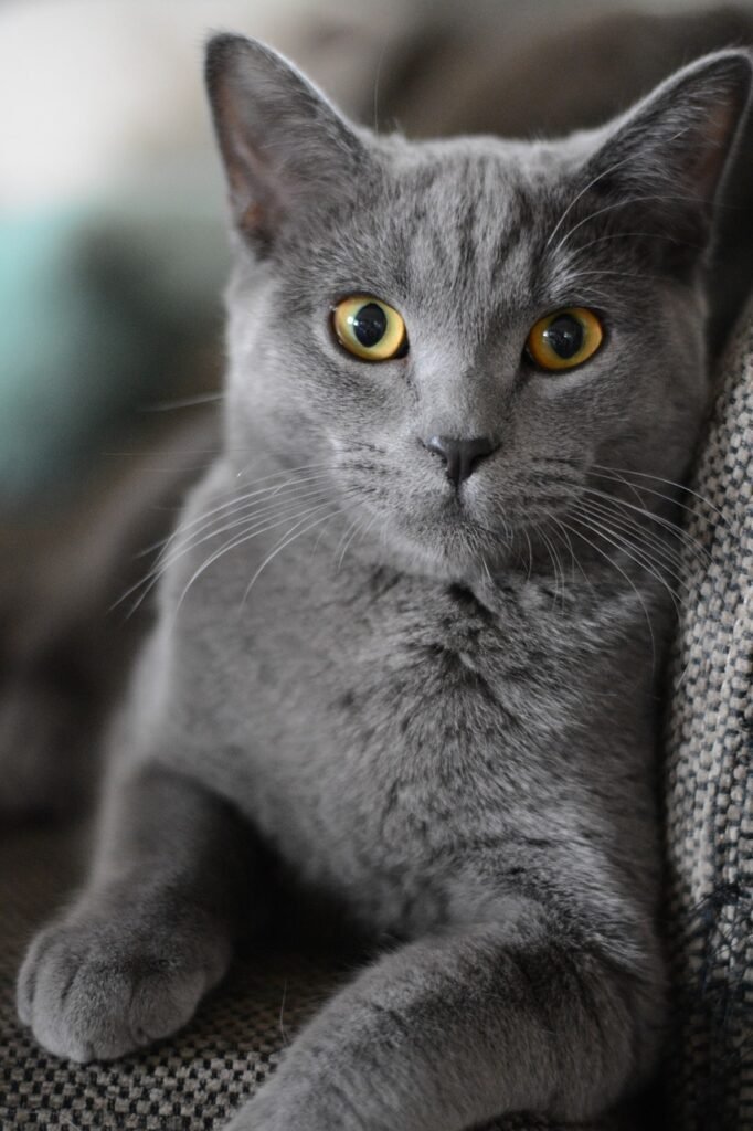 Discover everything about the British Shorthair cat