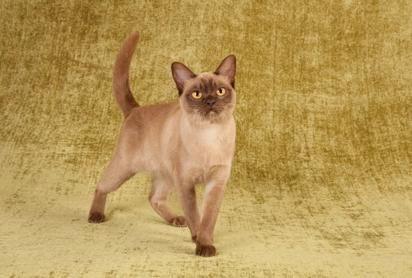 Discover everything about the Burmese cat