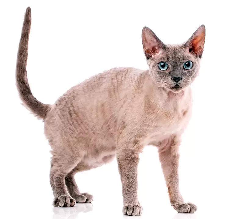 Discover everything about the Devon Rex cat