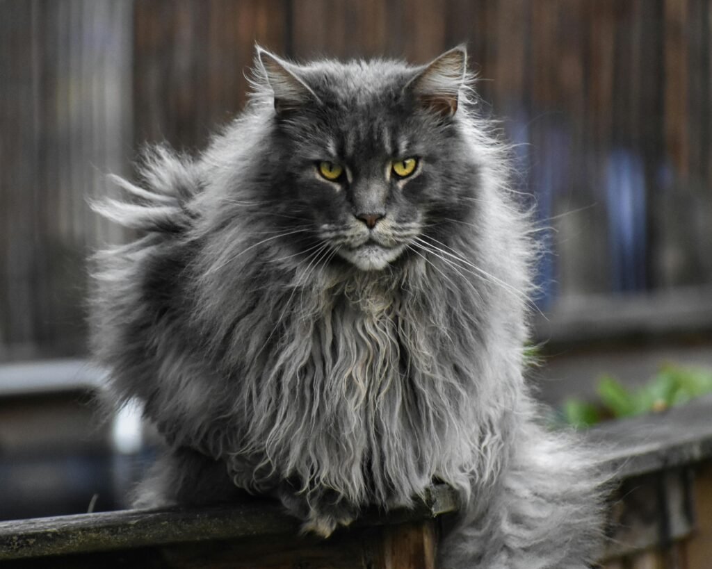 Discover everything about the Maine Coon cat