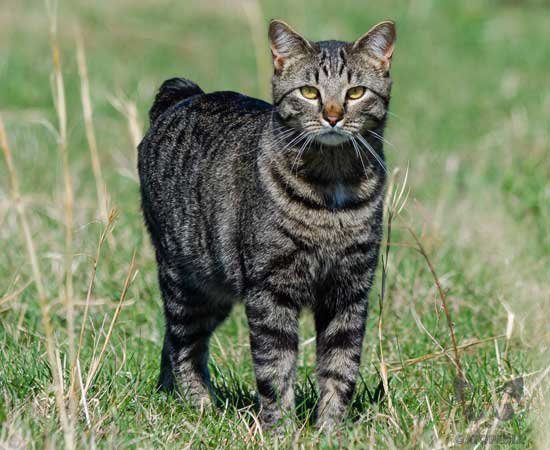 Discover everything about the Manx cat Discover everything about the Manx cat