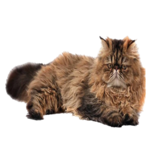 Discover everything about the Persian cat