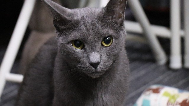 Discover everything about the Russian blue cat