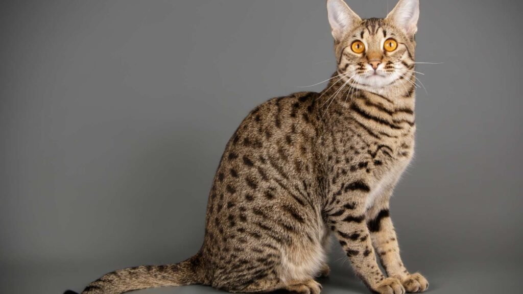 Discover everything about the Savannah cat Discover everything about the Savannah cat