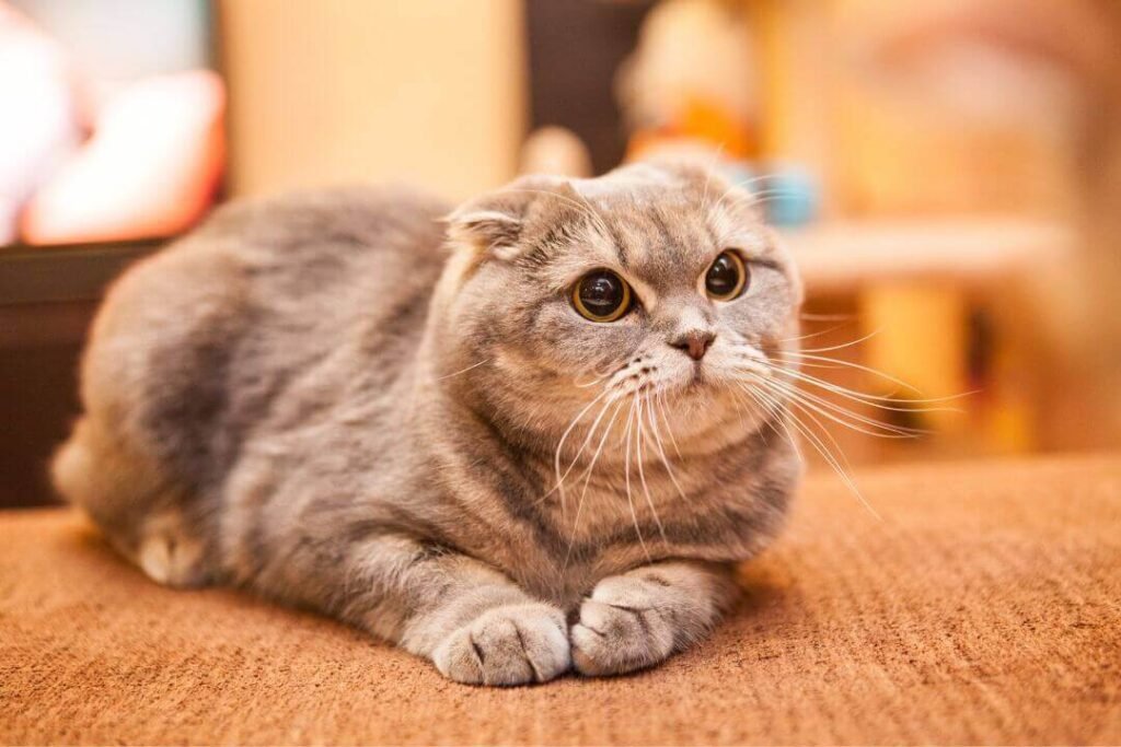Discover everything about the Scottish Fold cat