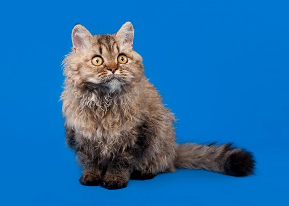 Discover everything about the Selkirk Rex cat Discover everything about the Selkirk Rex cat