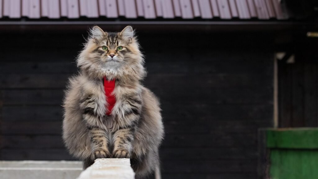 Discover everything about the Siberian forest cat