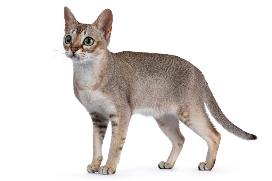Discover everything about the Singapore cat Discover everything about the Singapore cat