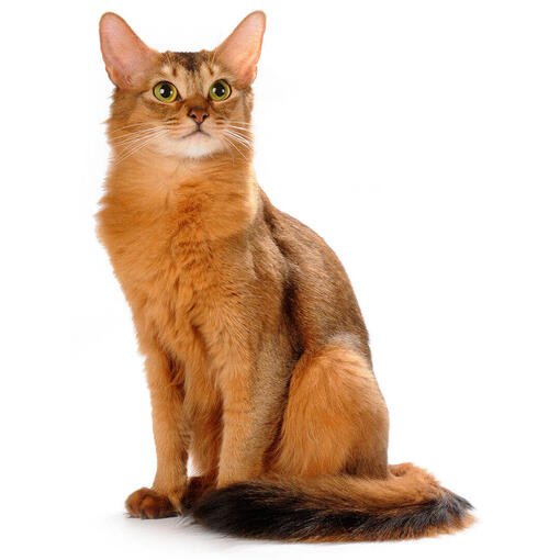 Discover everything about the Somali cat