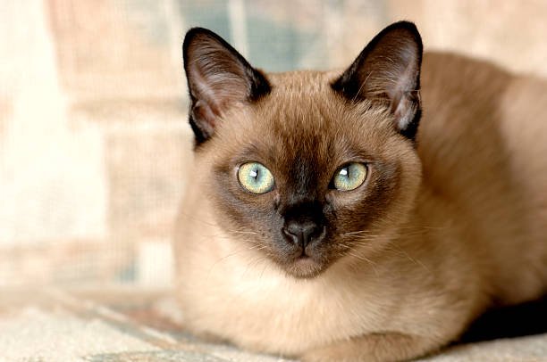 Discover everything about the Tonkinese cat Discover everything about the Tonkinese cat