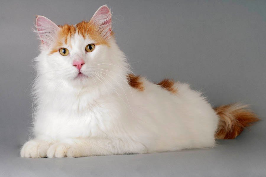 Discover everything about the Turkish van cat Discover everything about the Turkish van cat