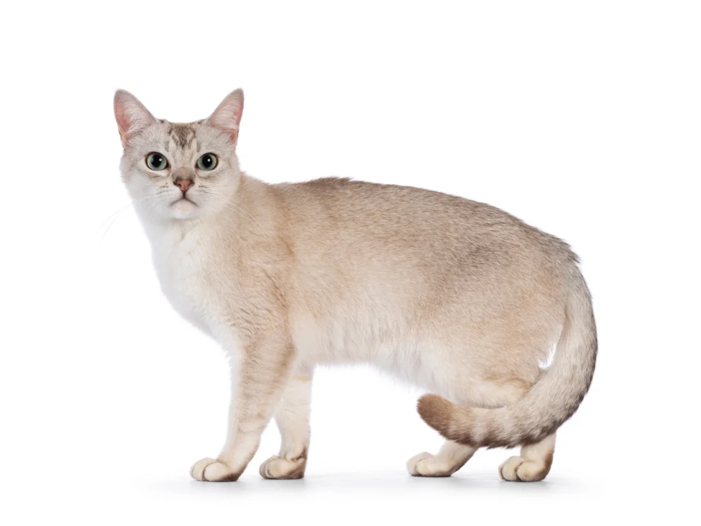 Discover everything about the burmilla cat