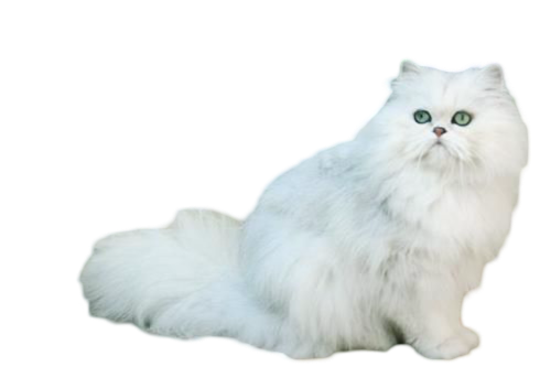 Discover everything about the chinchilla cat