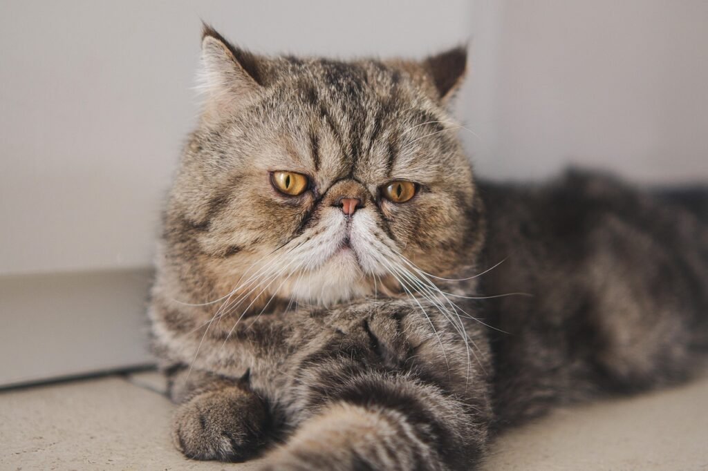Discover everything about the exotic shorthair cat