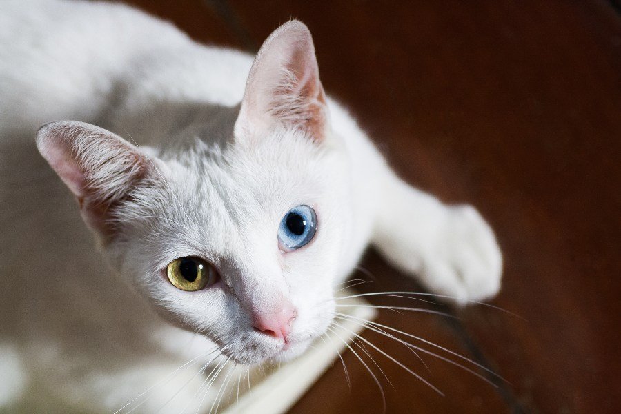 Discover everything about the khao manee cat
