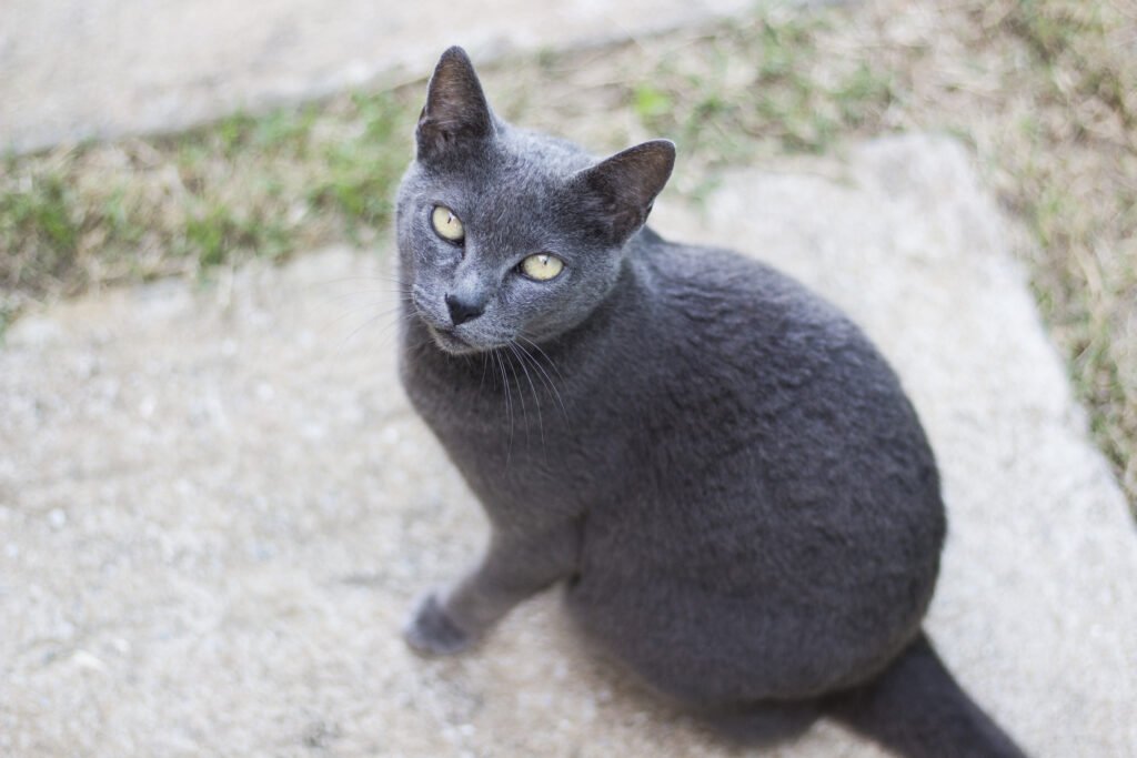 Korat cat/Cat thailand, grey wool, green eyes, looking at the camera
