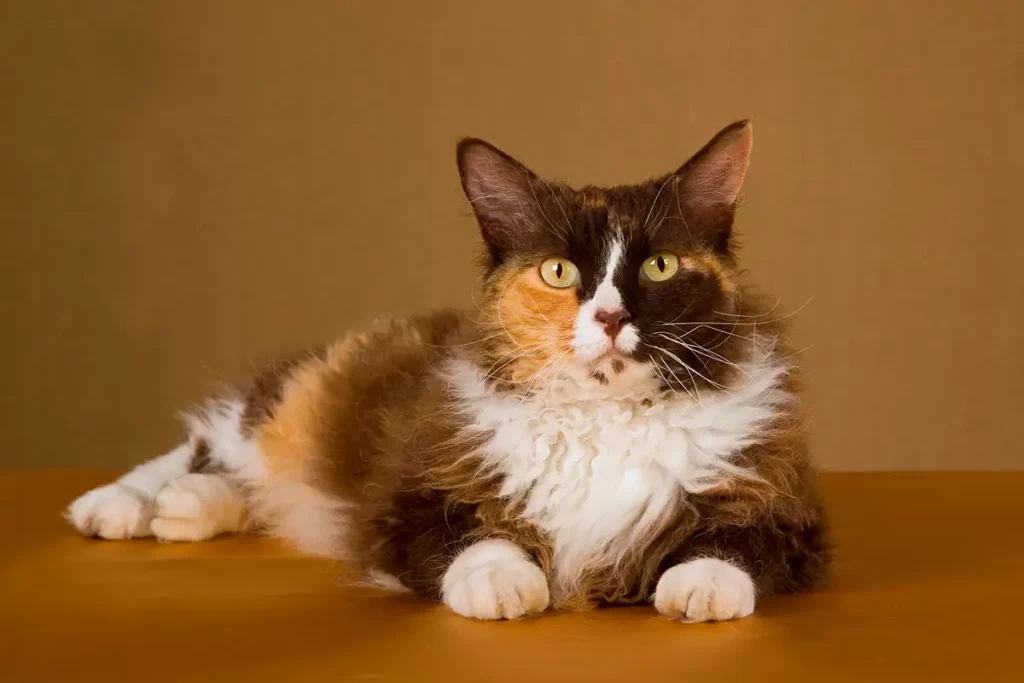 Discover everything about the laperm cat Discover everything about the laperm cat