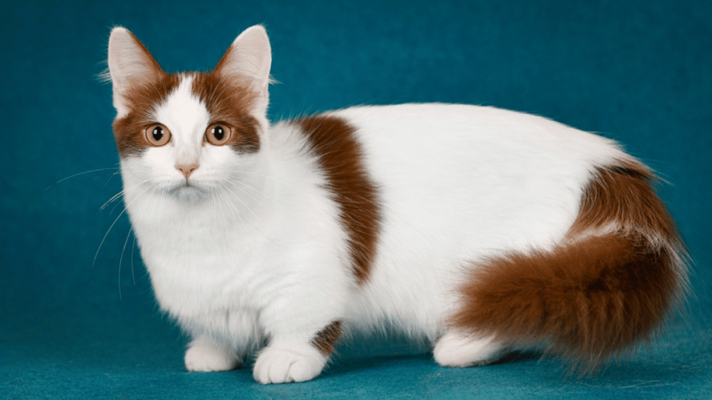 Discover everything about the munchkin cat