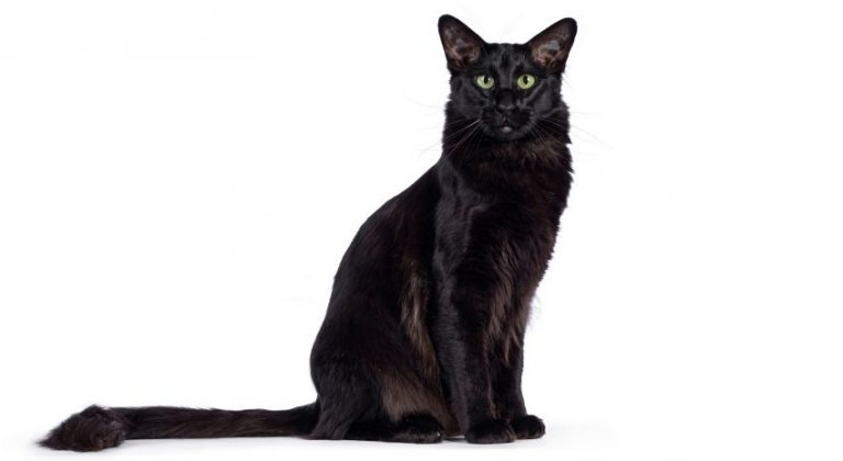 Discover everything about the oriental long-haired cat Discover everything about the oriental long-haired cat