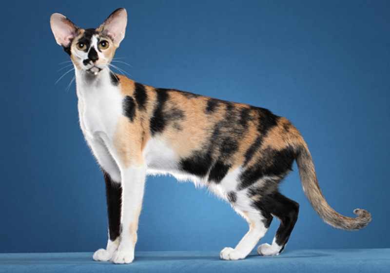Discover everything about the oriental shorthair cat Discover everything about the oriental shorthair cat