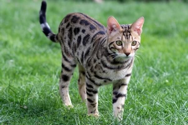 Discover everything about the ocicat cat Discover everything about the ocicat cat