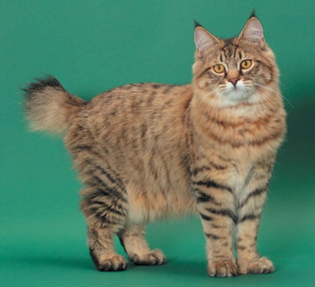 Discover everything about the pixie bob cat Discover everything about the pixie bob cat