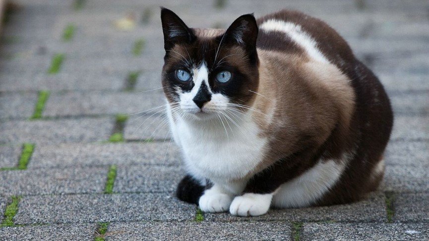 Discover everything about the snowshoe cat Discover everything about the snowshoe cat