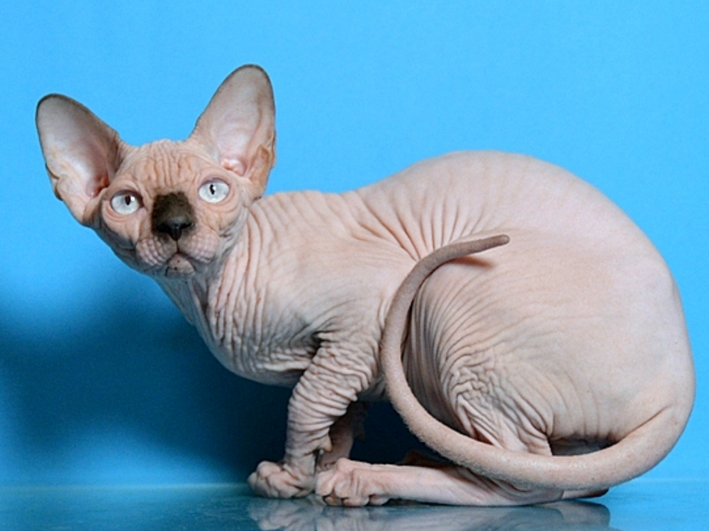 Discover everything about the sphynx cat