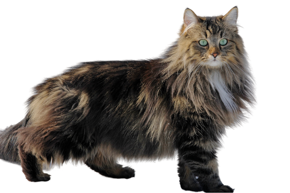 Informaation about the Norwegian Forest cat breed