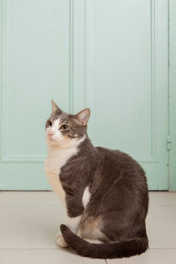 Information about the Asian cat breed 3 Information about the Asian cat breed 3