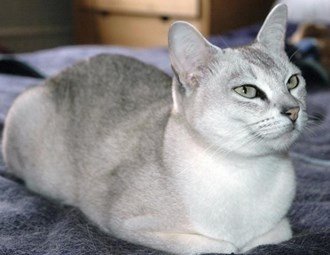Information about the Asian cat breed 5 Information about the Asian cat breed 5