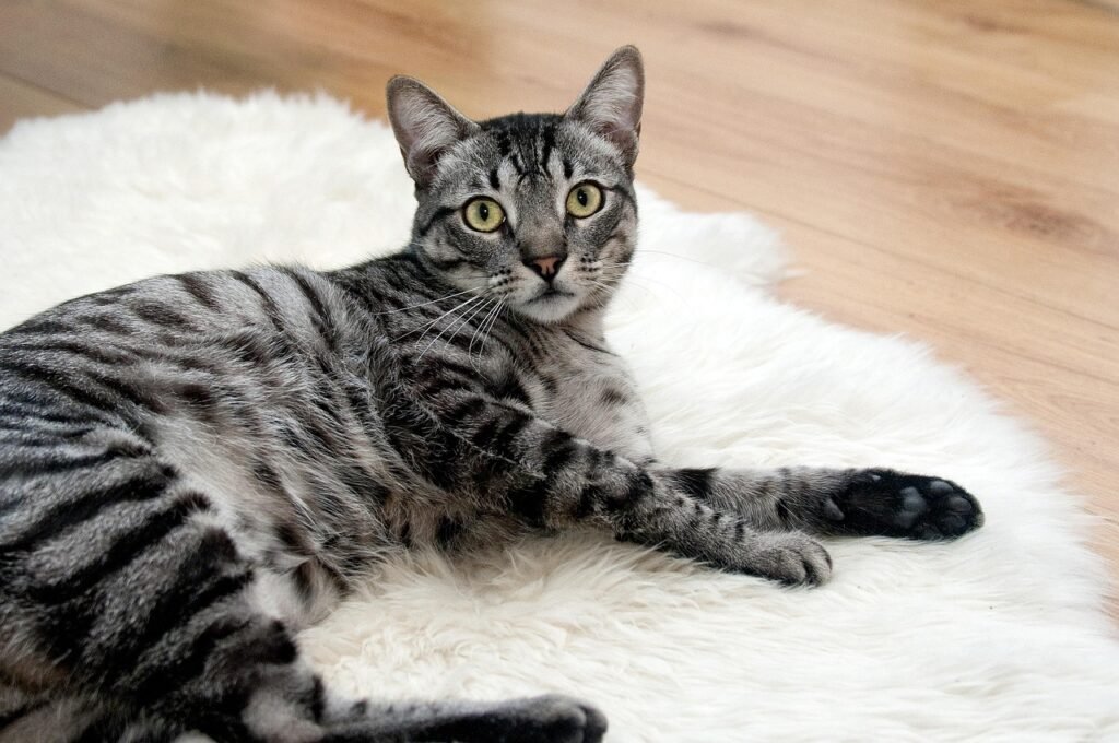 Information about the Asian cat breed 6 Information about the Asian cat breed 6