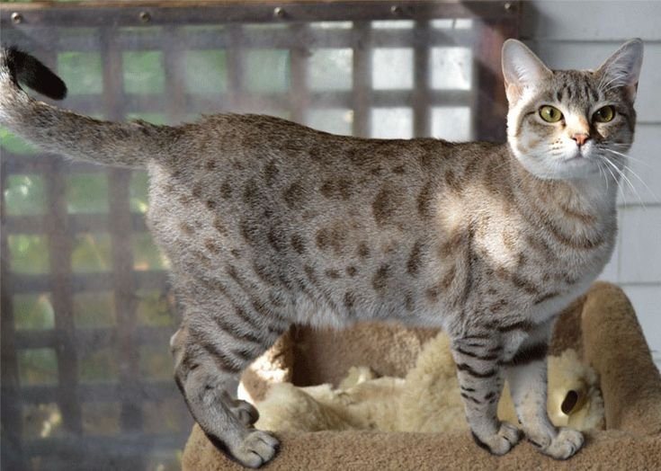 Information about the Australian mist cat breed 3