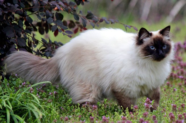 Information about the Balinese cat breed information about the Balinese