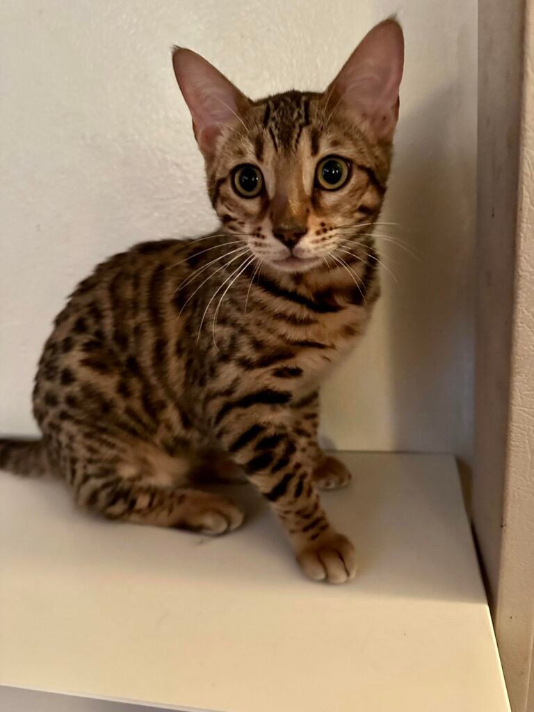 Information about the Bengal cat breed 1