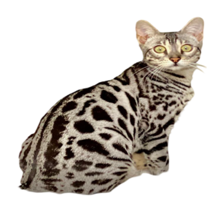 Information about the Bengal cat breed